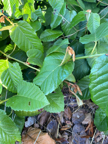 Cissus antarctica (Kangaroo vine) — photo
