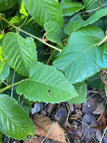 Cissus antarctica (Kangaroo vine) — photo