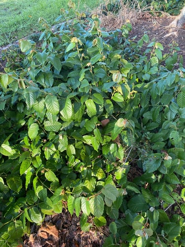 Cissus antarctica