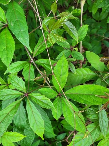 Cissus aralioides — photo