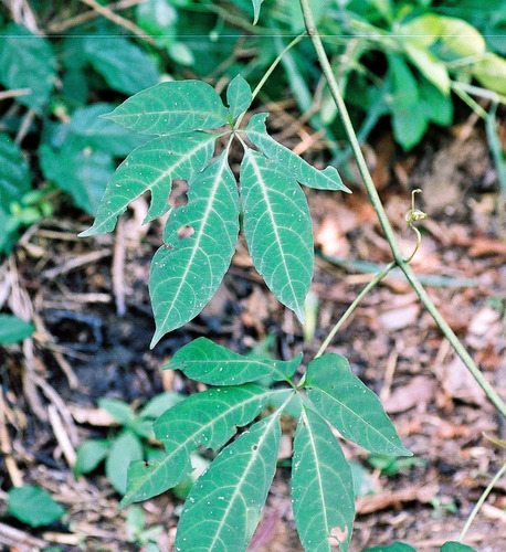 Cissus aralioides