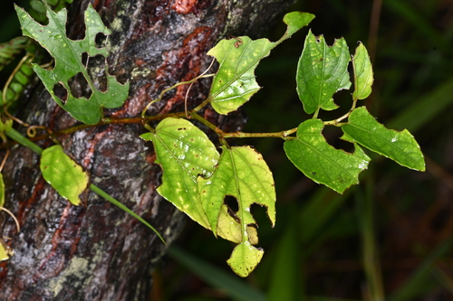 Cissus campestris — photo