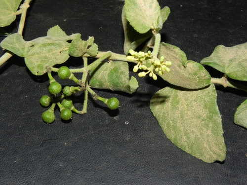 Cissus campestris