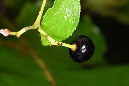 Cissus campestris — photo