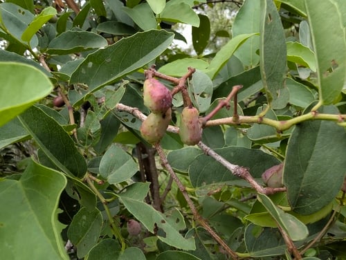 Cissus cornifolia (Ivy-grape) — photo