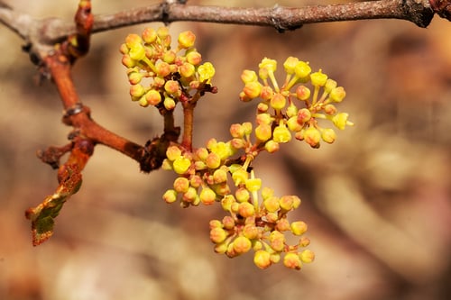 Cissus cornifolia (Ivy-grape) — photo