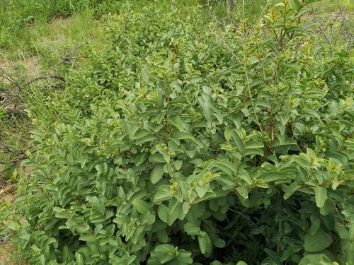 Cissus cornifolia