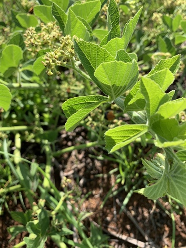 Cissus diversilobata — photo