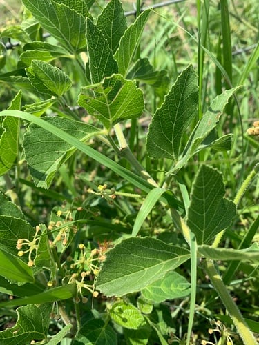 Cissus diversilobata — photo