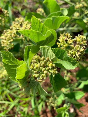 Cissus diversilobata