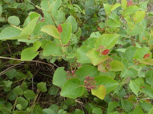 Cissus doeringii — photo