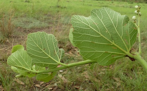 Cissus doeringii