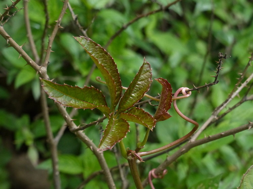 Cissus elongata — photo