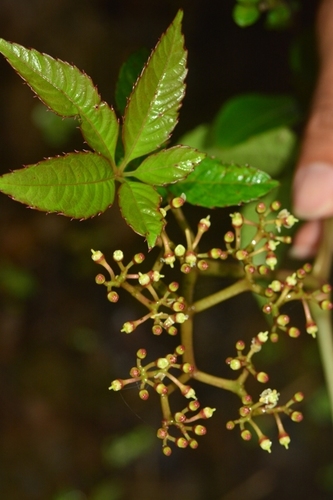Cissus elongata