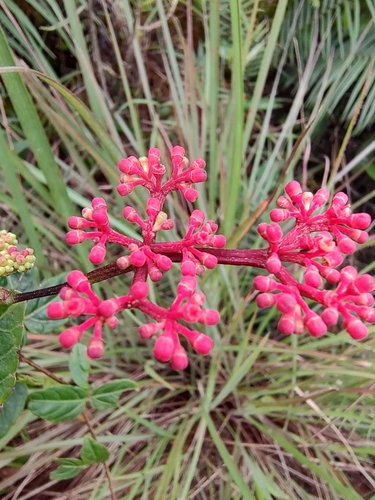 Cissus erosa — photo