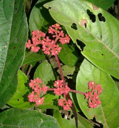 Cissus erosa