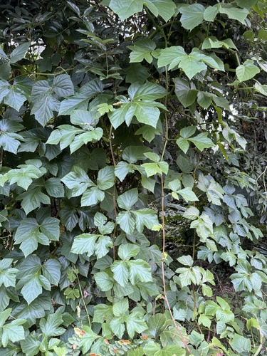 Cissus gongylodes (Marble treebine) — photo