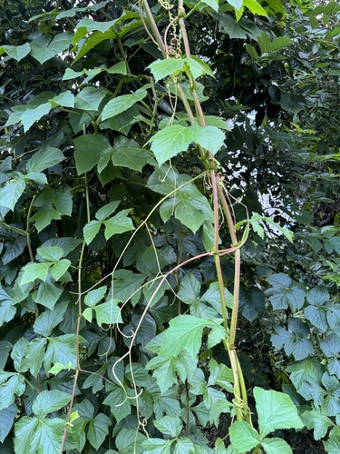 Cissus gongylodes (Marble treebine) — photo