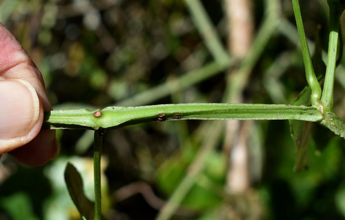 Cissus hastata — photo