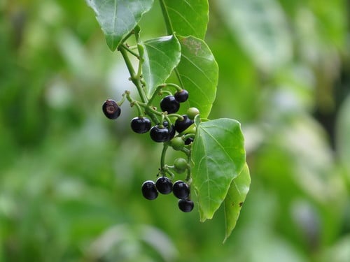 Cissus hastata