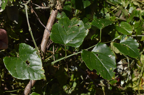 Cissus hastata — photo