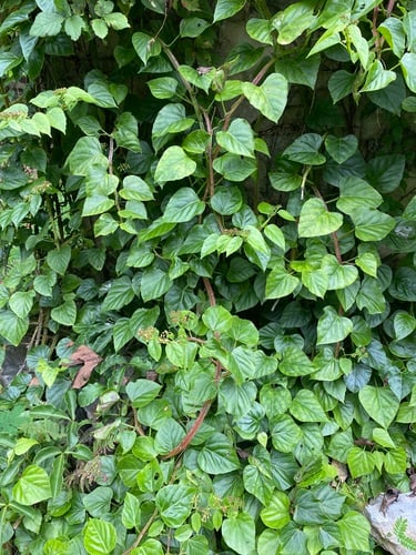 Cissus hexangularis