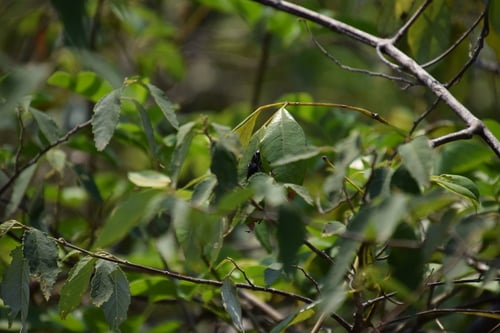 Cissus hypoglauca (Five-leaf Water Vine) — photo