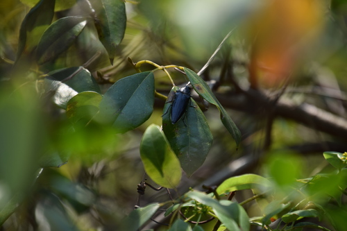 Cissus hypoglauca