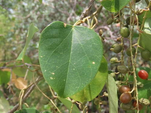Cissus integrifolia (Depa-vine) — photo