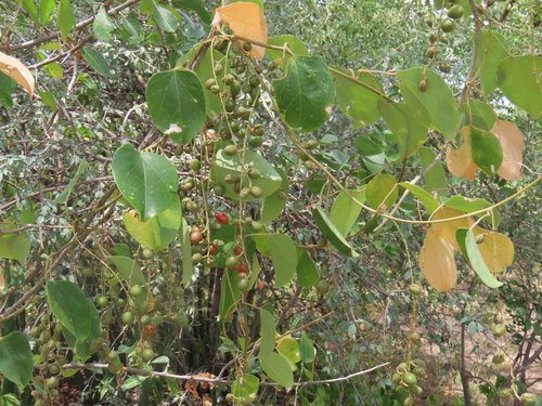 Cissus integrifolia (Depa-vine) — photo