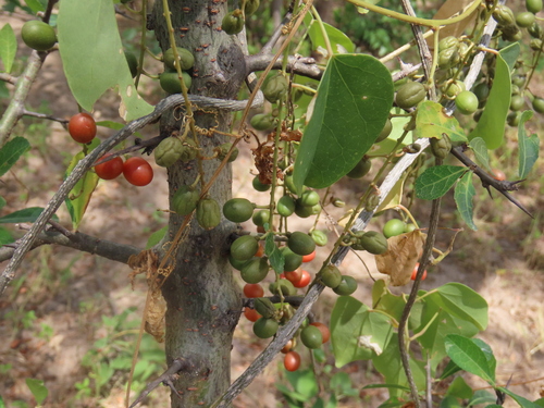 Cissus integrifolia
