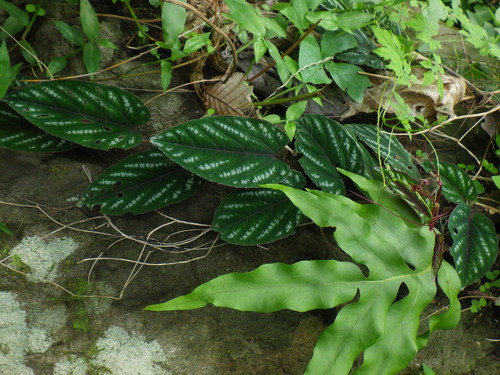 Cissus javana (Begonia Treevine) — photo