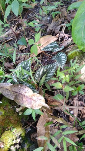 Cissus javana (Begonia Treevine) — photo