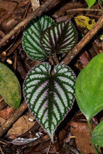 Cissus javana