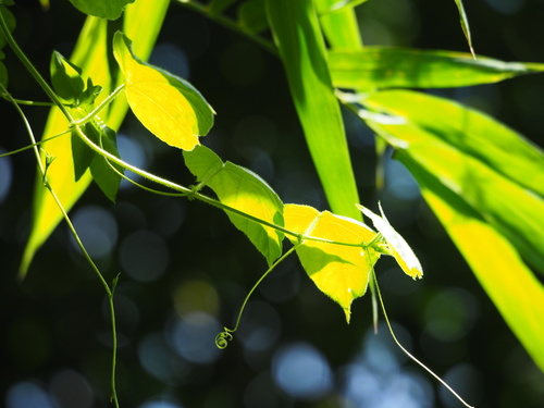 Cissus kerrii — photo