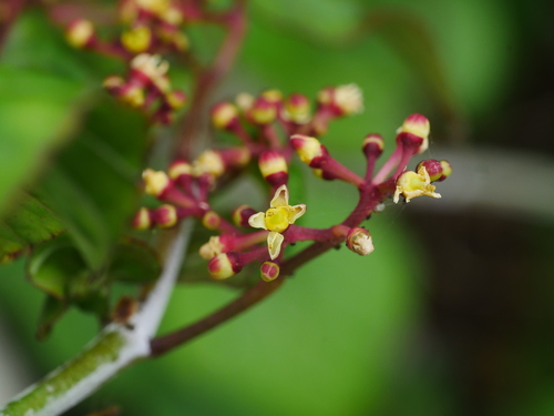 Cissus kerrii — photo
