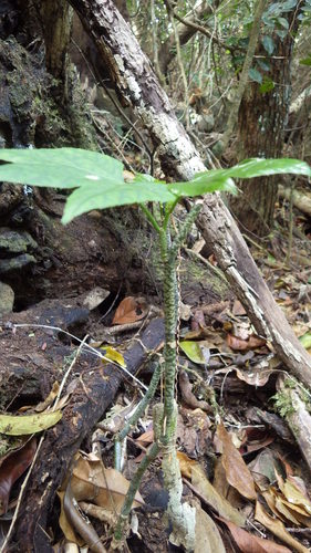 Cissus microdonta — photo