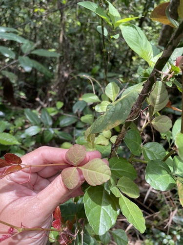 Cissus obovata — photo