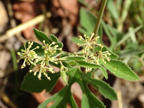 Cissus palmatifida (Nagua) — photo