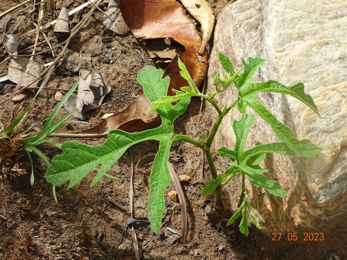 Cissus palmatifida (Nagua) — photo