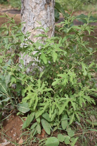 Cissus palmatifida