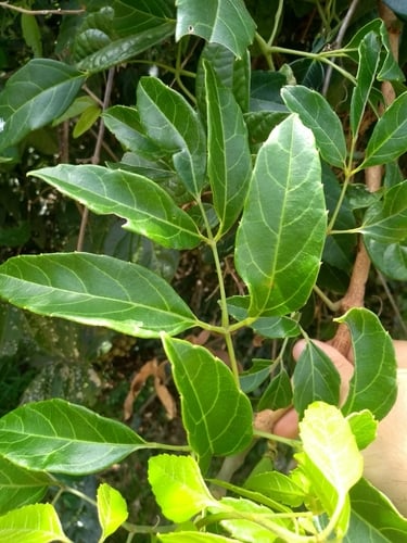 Cissus paullinifolia — photo