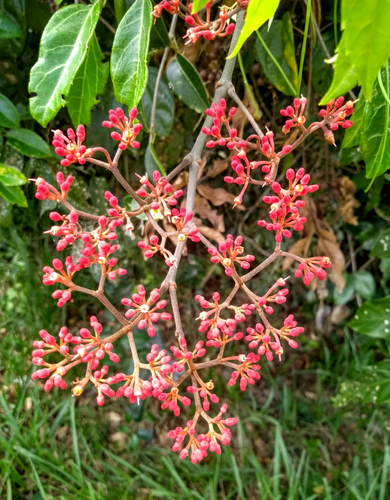 Cissus paullinifolia — photo