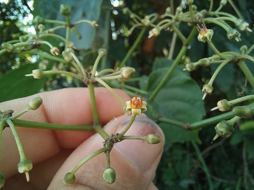 Cissus petiolata — photo