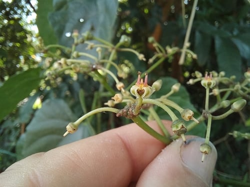 Cissus petiolata — photo