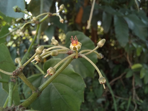 Cissus petiolata