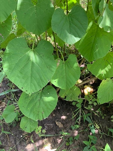 Cissus populnea (Treebine) — photo