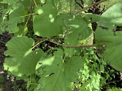 Cissus populnea (Treebine) — photo