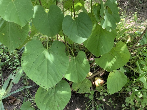 Cissus populnea