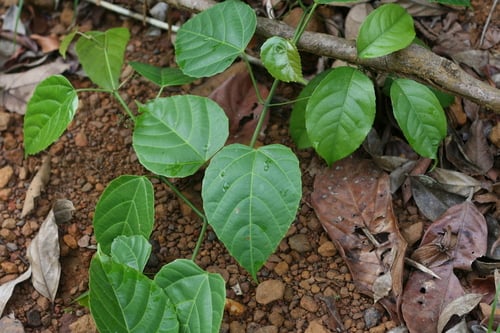 Cissus producta